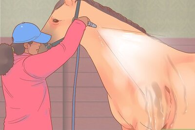 How to Groom a Horse for a Show