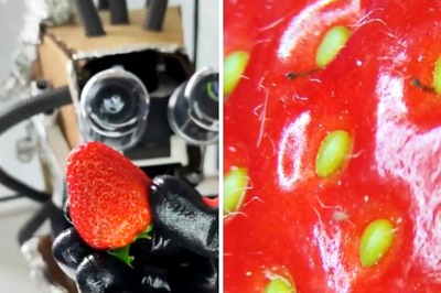 Love Strawberries? Well, You Won't After Watching This Video
