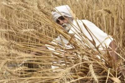 Rice Export Restriction in India Unlikely Now as Country Has Enough Stock: Report