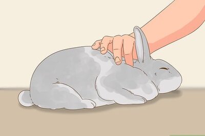 How to Know if Your Rabbit is Pregnant