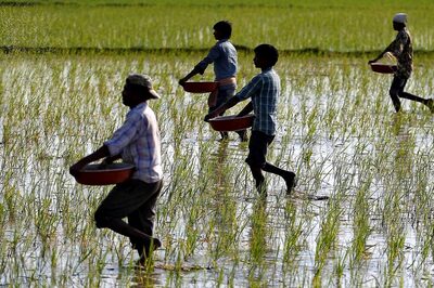 Rain Scarcity Hits Paddy Cultivation in West Bengal; Farmers Advised to Opt for Alternatives