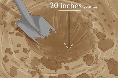 How to Plant Mahogany Trees