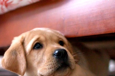 Tips To Take Care Of Your Pets During Diwali