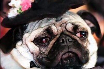 Animal welfare board growls at Vodafone pug advert