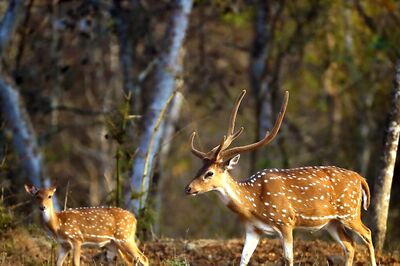'Huge Prey Shortage': India to Captive-Breed Chital, Blackbuck to Sustain Its Imported African Cheetahs
