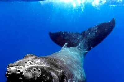 Chinese Aquarium's Biggest Attraction, A Whale Shark, Turns Out To Be A Robot