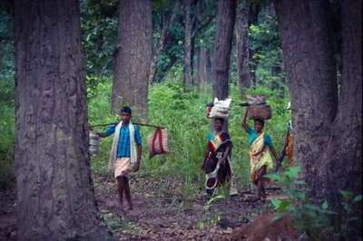 ‘Unrealistic and Ecologically Unsound’: Can the Forest Rights Act Overrun Forest Land?