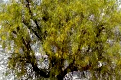 Rajasthan Education Dept Asks Students And Teachers To Plant Trees For Extra Marks