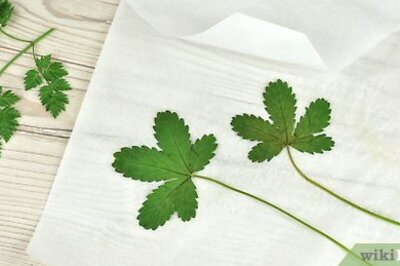 How to Preserve Leaf Color