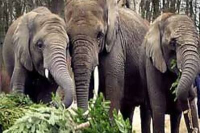 It's a party for wild jumbos in China