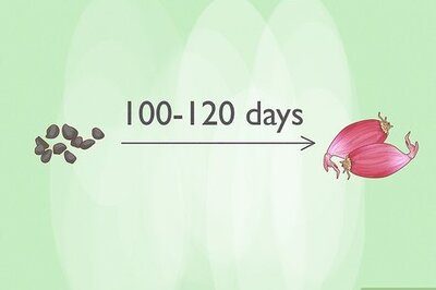 How to Grow Shallots