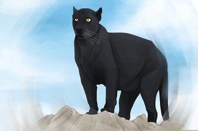 What Do Black Panther Dreams Mean?