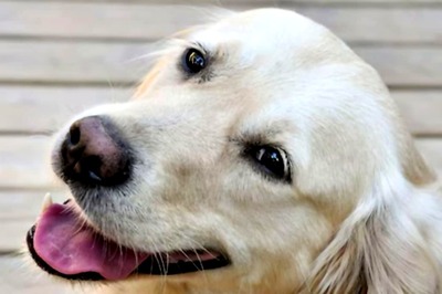 Watch: Golden Retriever Turns Mom To Three Tiger Cubs In This Heart-melting Clip