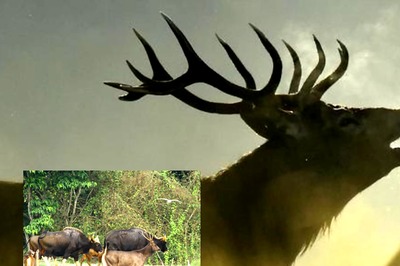 Sambar Deer or Gaur? Who Wins the 'Bodybuilding Competition' In This Viral Image?