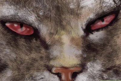 How to Diagnose and Treat Dry Eye in Cats