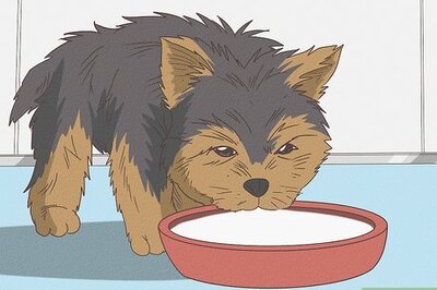 How to Feed a Yorkie Puppy