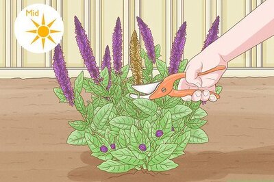 How to Prune Salvias