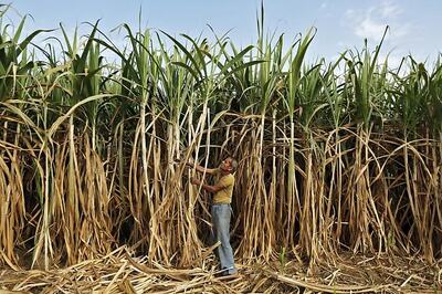 Modi Cabinet Approves Rs 8,500 Crore Bailout Package for Sugar Industry