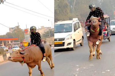 Watch: Man With Helmet Rides Bull On Busy Road, Internet Not Happy