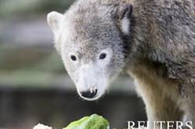 Germany's celebrity bear gets set for Hollywood