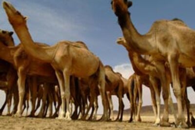 Anti-wrinkle cream from camel milk