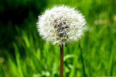 How to Practice Compassion Meditation