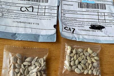 Morning glories and mustard: U.S. investigates unsolicited seed mystery