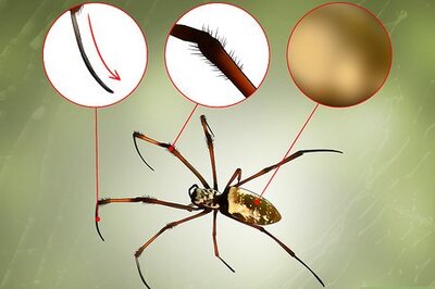 How to Identify a Banana Spider