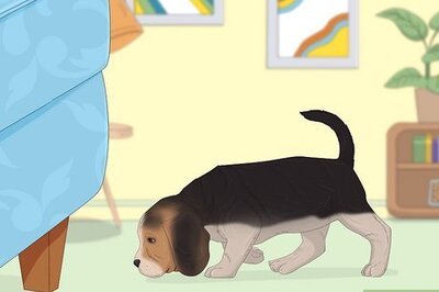How to Potty Train a Puppy