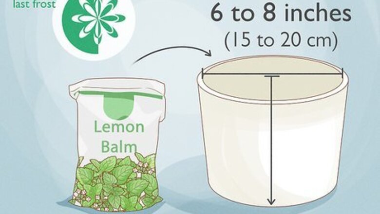 How to Grow Lemon Balm