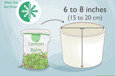 How to Grow Lemon Balm