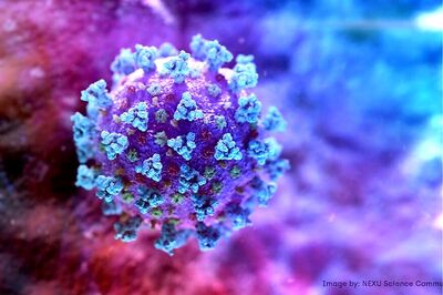 Boosting Immunity: How a 1920's Tuberculosis Vaccine Might Help Fight Coronavirus