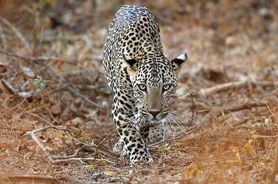 Leopard Captured After Tranquilizing, Dies in Chhattisgarh's Gariaband District