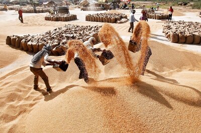 Bharat Krishak Samaj Unhappy Over Wheat Exports Ban, Terms it 'Indirect Tax' on Farmers
