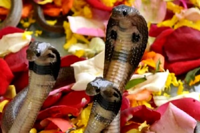Nag Panchami 2024: Follow These Remedies To Get Rid Of Kaal Sarp Dosha