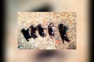 Bengaluru woman accused of killing 8 puppies to teach their mother a lesson