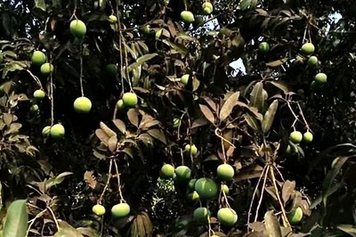 In Andhra Pradesh's Kakinada, Only One Tree Is Bearing Mangoes Amid Soaring Temperatures