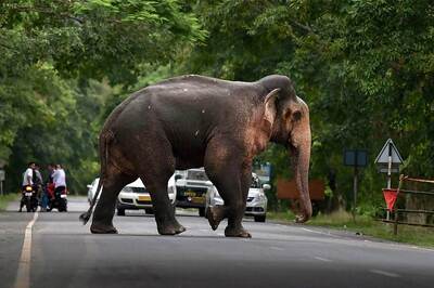 Two Senior Citizens Killed by Wild Elephant While Fishing in Chhattisgarh's Korba