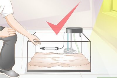 How to Set Up a Tank for Your Red Clawed Crab