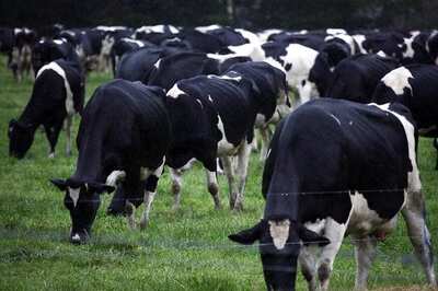 New Zealand to Kill 150,000 Cows to End Bacterial Disease