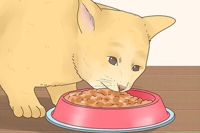 How to Make Your Cat Happy