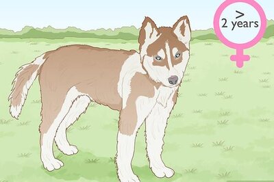 How to Breed Husky Dogs