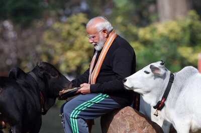 PM Modi Feeds Punganur Cows On Makar Sankranti, Here's Why You Should Adopt This ‘Golden' Breed