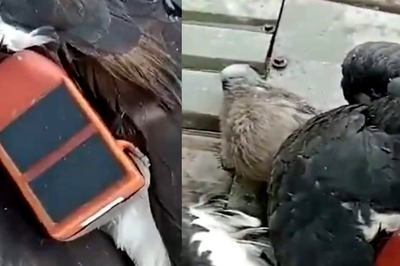 White-backed Vulture With ‘Dhaka’ Collar Found In Jharkhand, Video Viral
