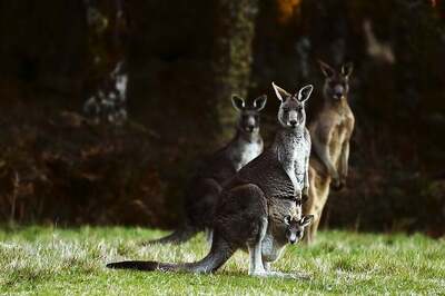 Men Wanted for Killing and Torturing Kangaroos in Australia
