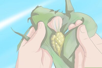 How to Blanch Corn