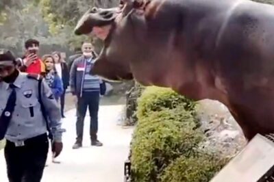Old Video of Security Guard Slapping Hippopotamus Back Into The Water Resurfaces