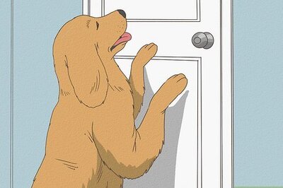 How to Keep Pet Rats Safe from Dogs