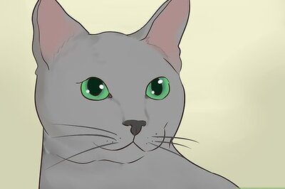 How to Identify a Korat Cat