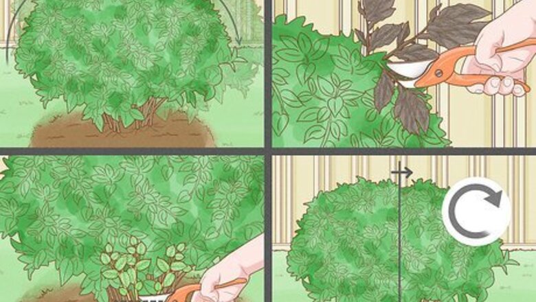 How to Prune Spirea Shrubs